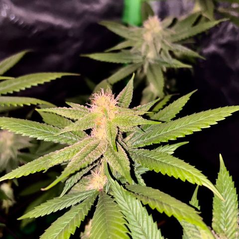 1 growlog timeline photo