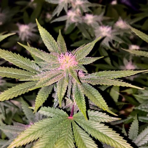 2 growlog timeline photo