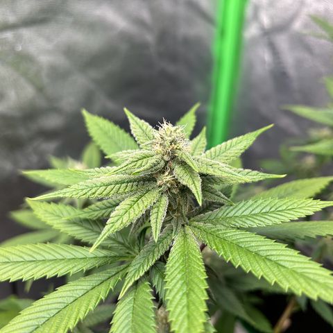 1 growlog timeline photo