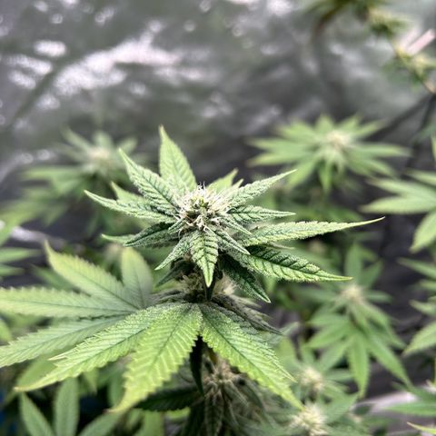 2 growlog timeline photo