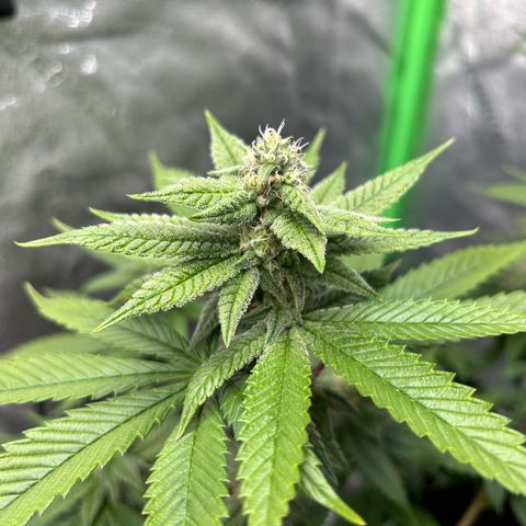 1 growlog timeline photo