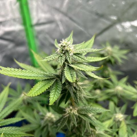 2 growlog timeline photo