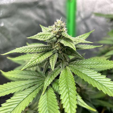 1 growlog timeline photo