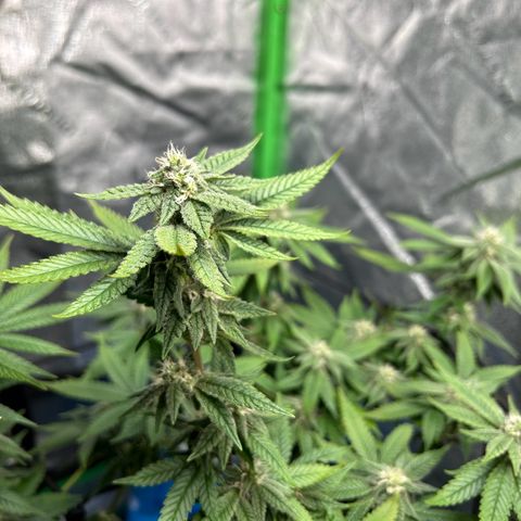 2 growlog timeline photo