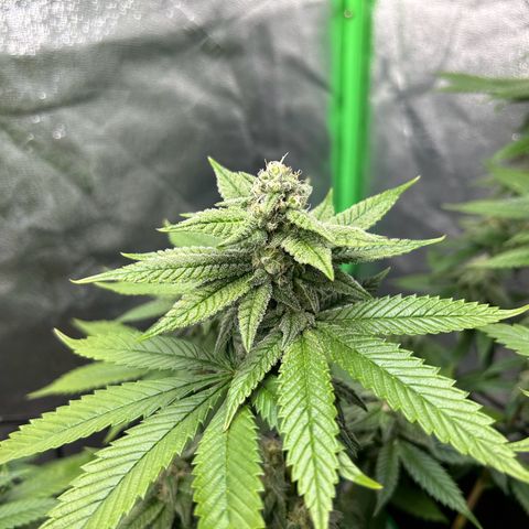 1 growlog timeline photo