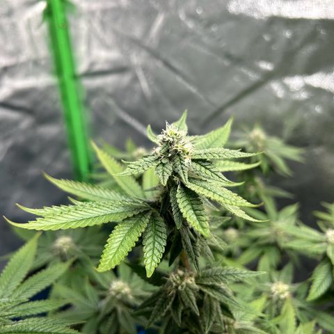 2 growlog timeline photo