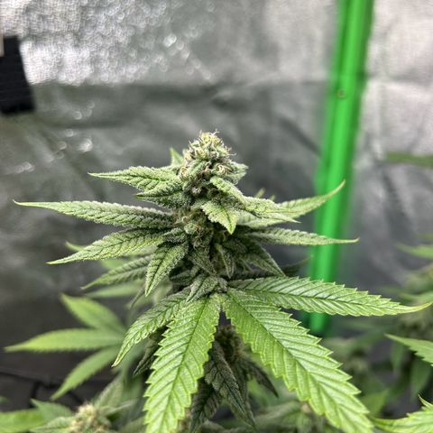 1 growlog timeline photo