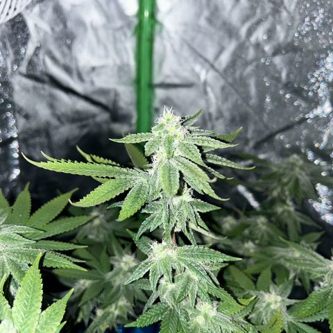 2 growlog timeline photo