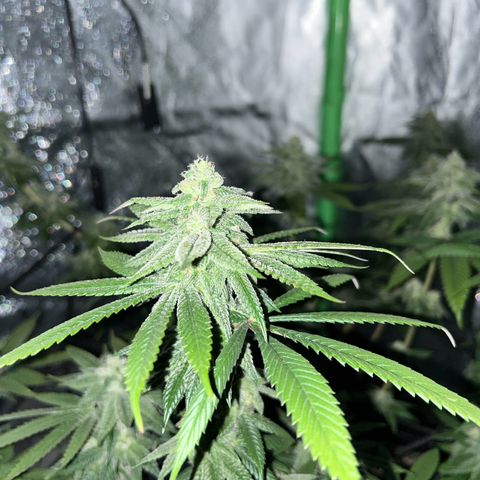 1 growlog timeline photo
