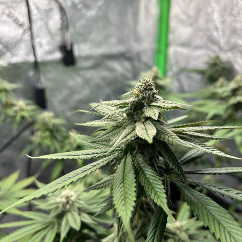 1 growlog timeline photo