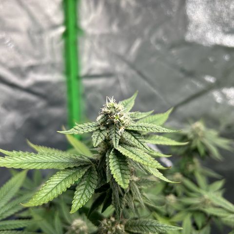2 growlog timeline photo