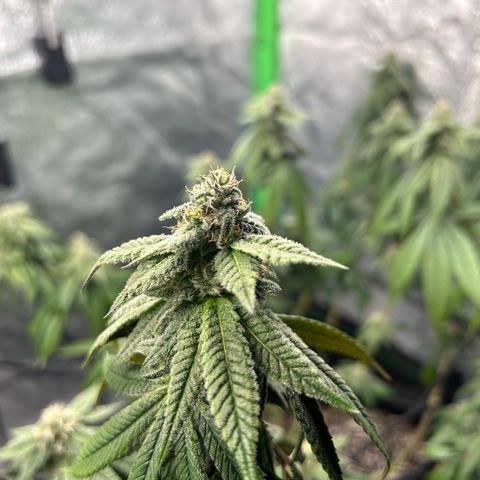1 growlog timeline photo