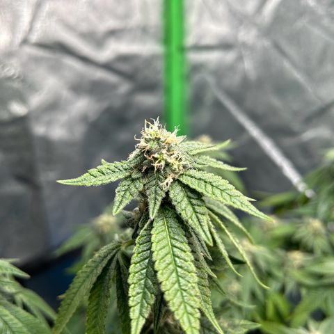 2 growlog timeline photo