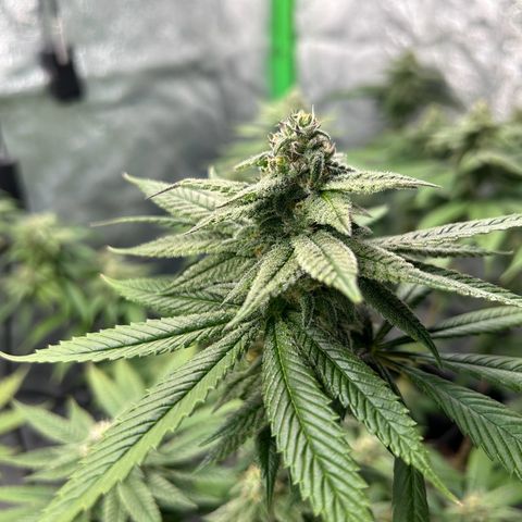 1 growlog timeline photo
