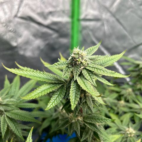 2 growlog timeline photo