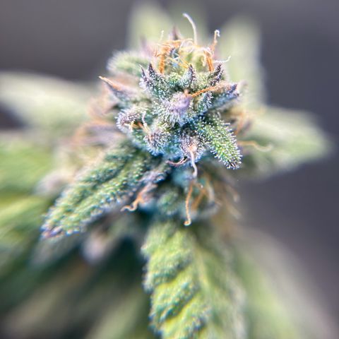2 growlog timeline photo