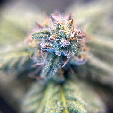 2 growlog timeline photo