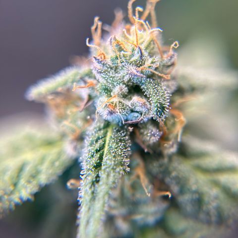 2 growlog timeline photo