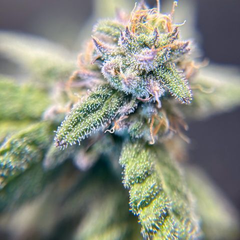 2 growlog timeline photo