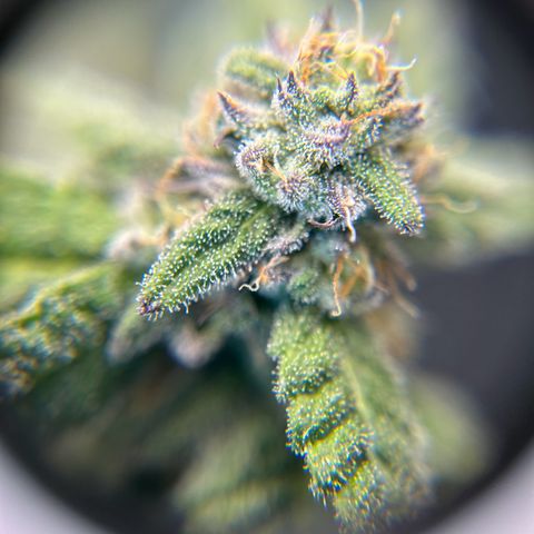 2 growlog timeline photo