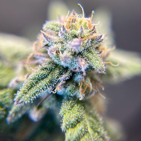2 growlog timeline photo