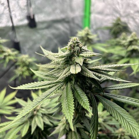 1 growlog timeline photo