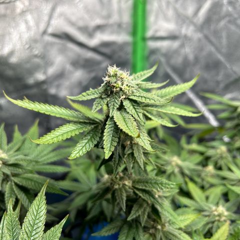 2 growlog timeline photo