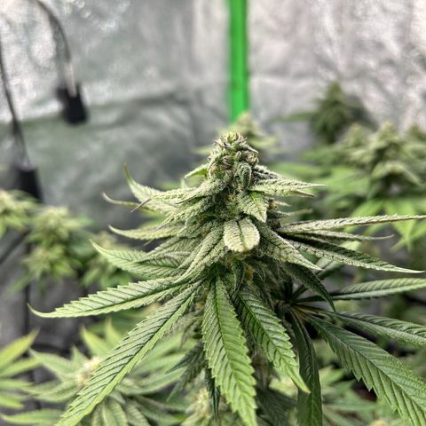1 growlog timeline photo