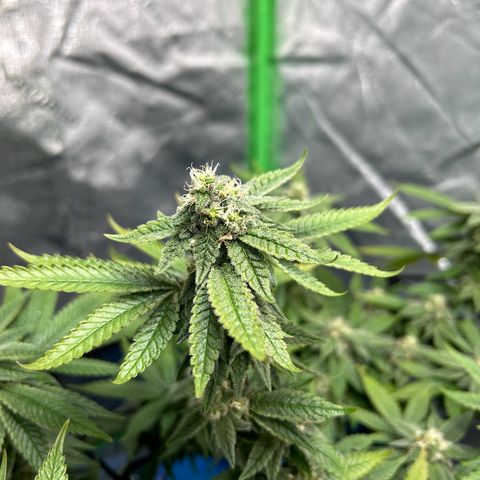 2 growlog timeline photo