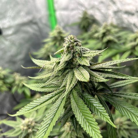 1 growlog timeline photo