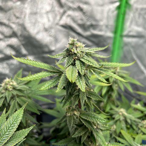 2 growlog timeline photo