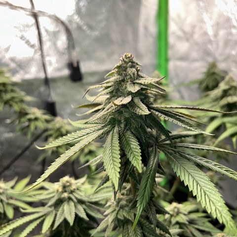 1 growlog timeline photo
