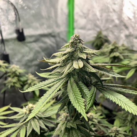 1 growlog timeline photo
