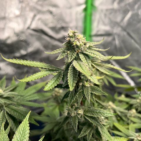 2 growlog timeline photo