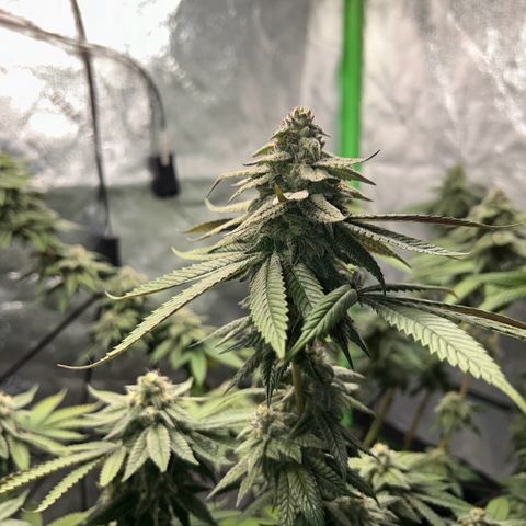 1 growlog timeline photo