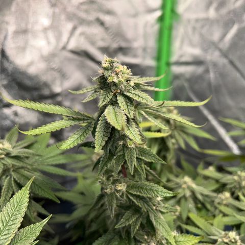 2 growlog timeline photo