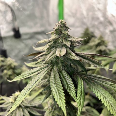 1 growlog timeline photo
