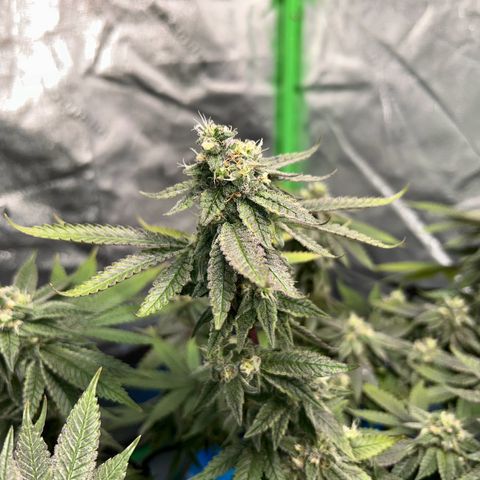 2 growlog timeline photo