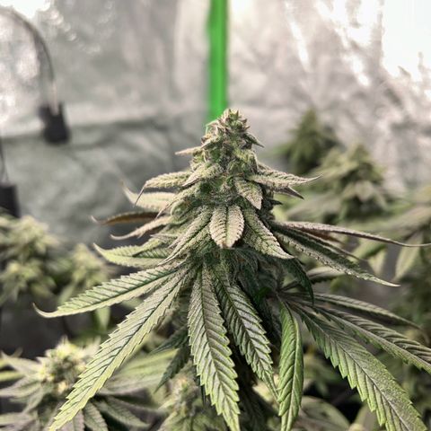 1 growlog timeline photo
