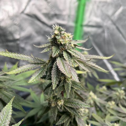 2 growlog timeline photo