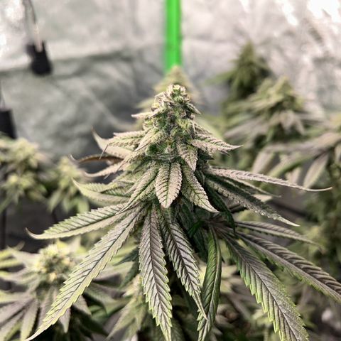 1 growlog timeline photo