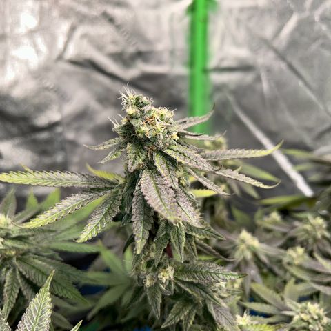 2 growlog timeline photo