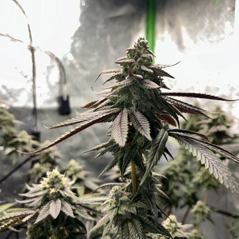 1 growlog timeline photo