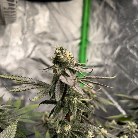 2 growlog timeline photo