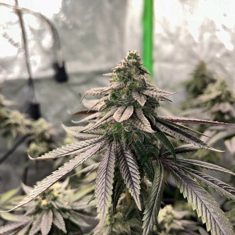 1 growlog timeline photo