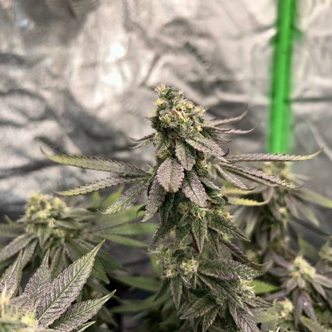 2 growlog timeline photo
