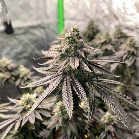 1 growlog timeline photo
