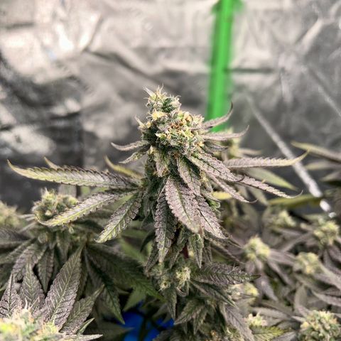 2 growlog timeline photo