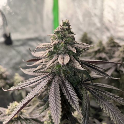 1 growlog timeline photo