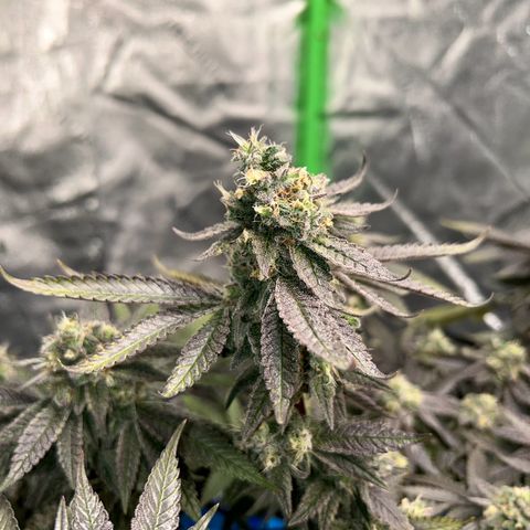 2 growlog timeline photo